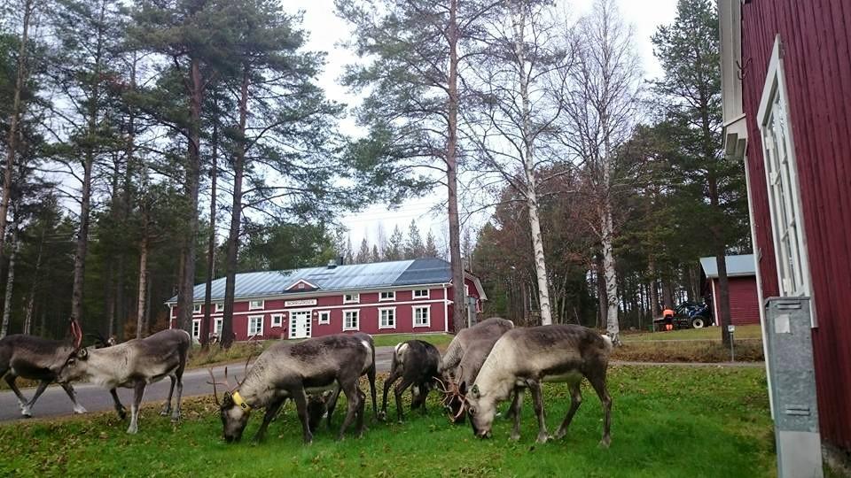 Svanstein Lodge Bagian luar foto